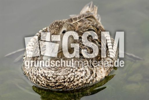 Eiderente (5 von 12).jpg